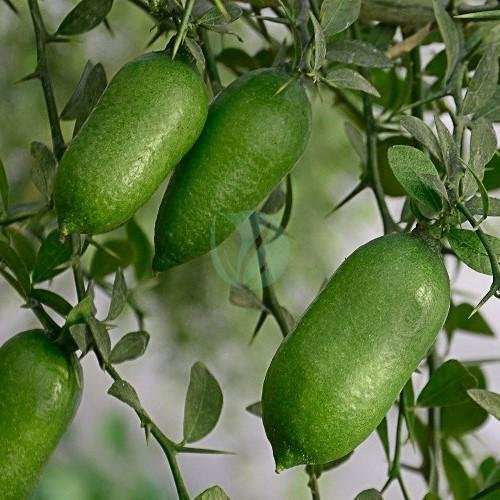 citronnier-caviar-vert-maroc-2