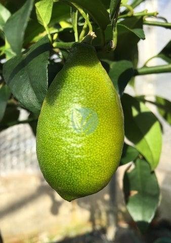 citronnier-limequat-citrofortunella-maroc-3