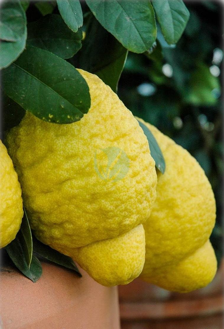 citronnier-maxima-1-2