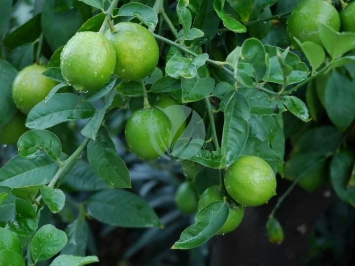 citronnier-vert-lime-citrus-aurantifolia-maroc-3
