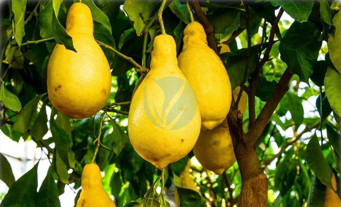 citrus-limon-pyriformis-poire-2