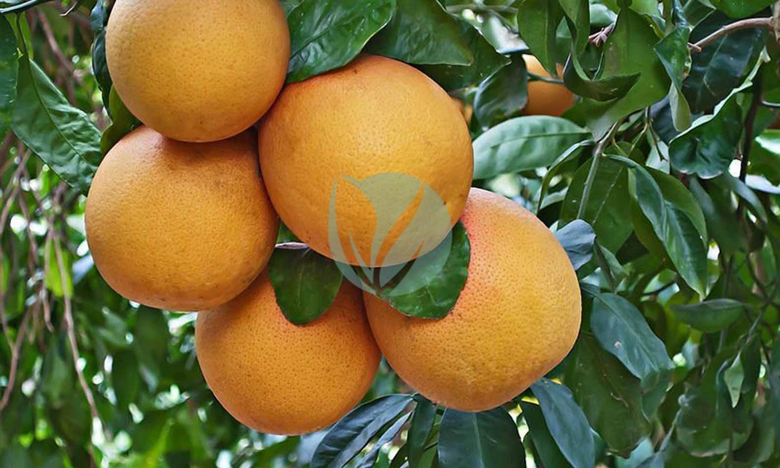 citrus-paradisi-3
