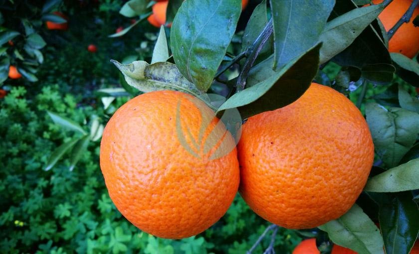 clementinier-nova-maroc-3