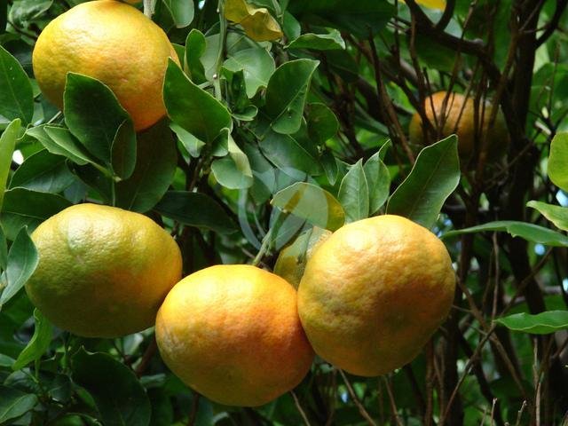 clementinier-nova-maroc-clorofila-3