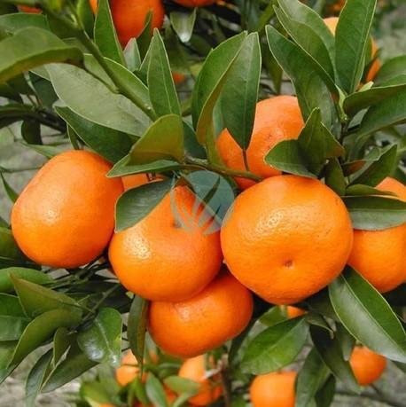 clementinier-sidi-aissa-maroc-3