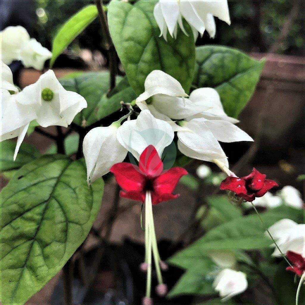 clerodendrum-thomson-3