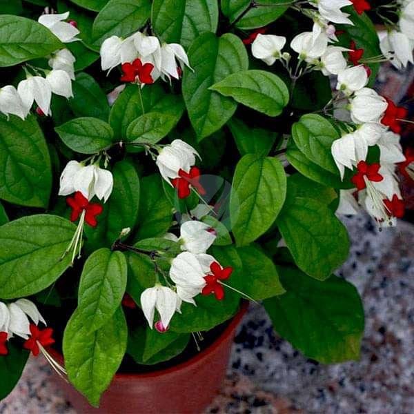 clerodendrum-thomson-clorofila-3