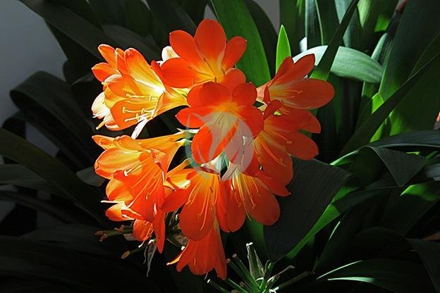 clivia-clorofila-maroc-3