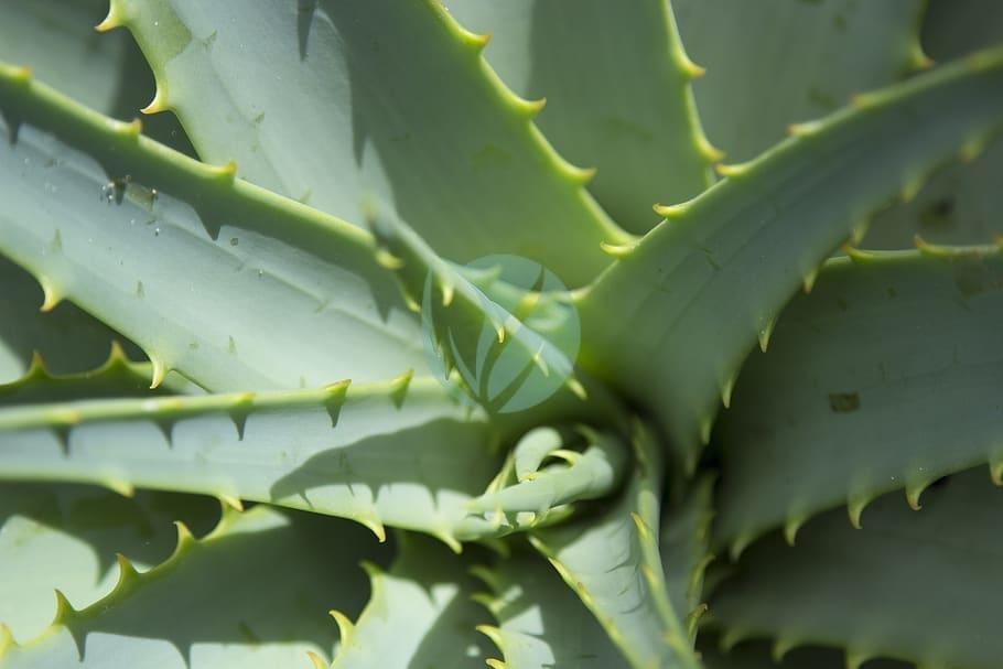 close-up-aloe-vera-plant-dessert-plant-pattern-plant-in-sunlight-3
