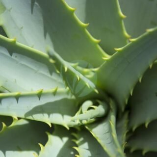 Agave salmiana - الصورة 4