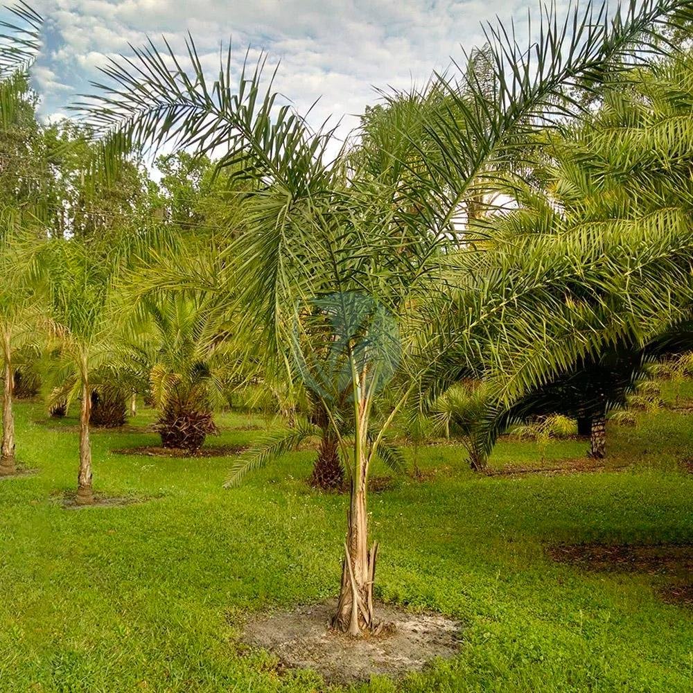 cocotier-maroc-syagrus-romanzoffiana-1