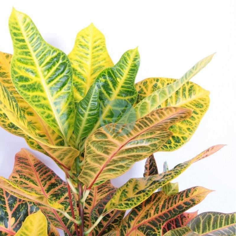 codiaeum-croton-excellent-maroc-3
