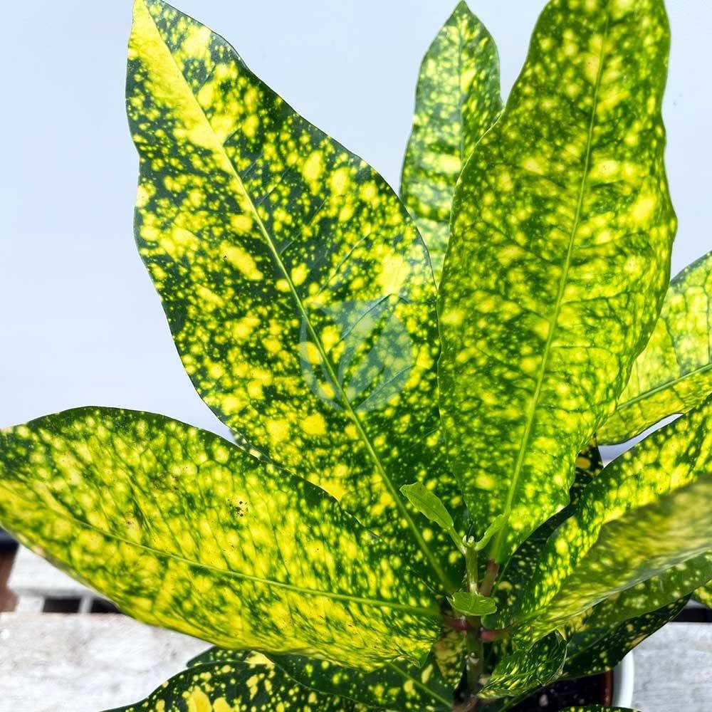 codiaeum-gold-maroc-clorofila-3