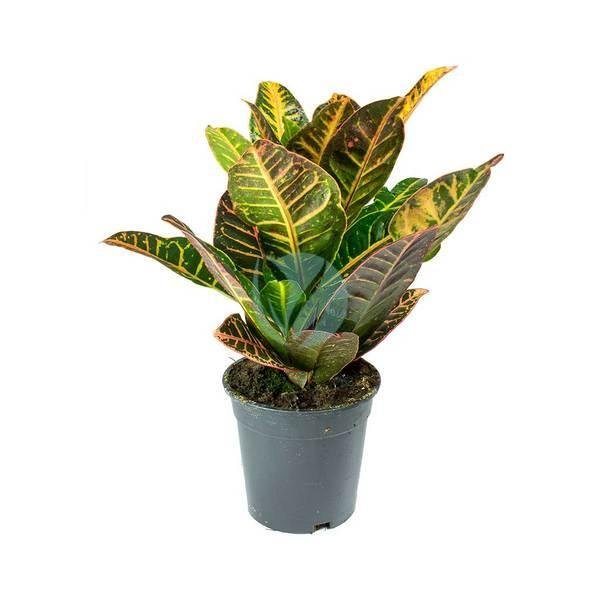 codiaeum-variegatum-maroc-3