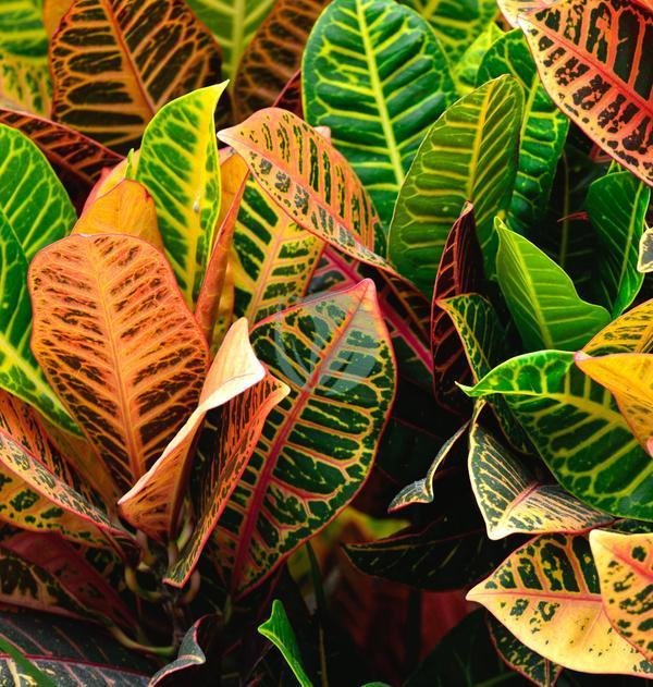 codiaeum-variegatum-maroc-clorofila-3