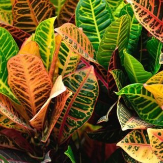 Anthurium - الصورة 4