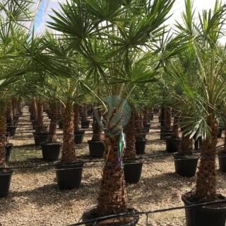 Livistona decipiens (latanier pleureur) - الصورة 5