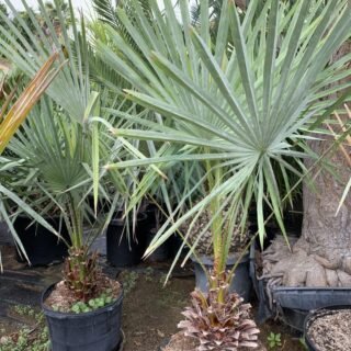 Livistona decipiens (latanier pleureur) - الصورة 4