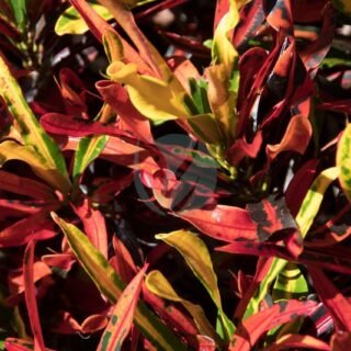 Alocasia calidora – Image 4