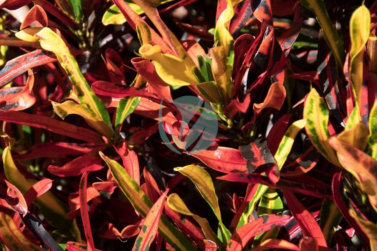 croton-2032552_1280