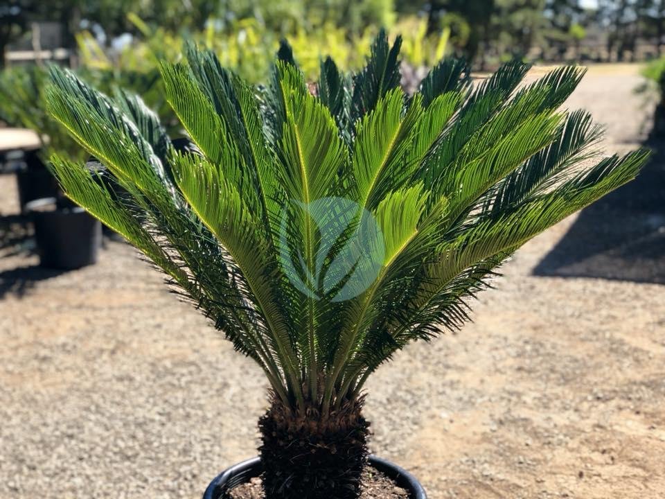cycas-revoluta-cycas-du-japon-maroc