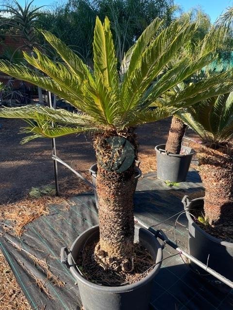 cycas-thouarsii-maroc-3