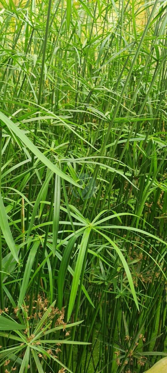 cypersus-papyrus-egyptien-3