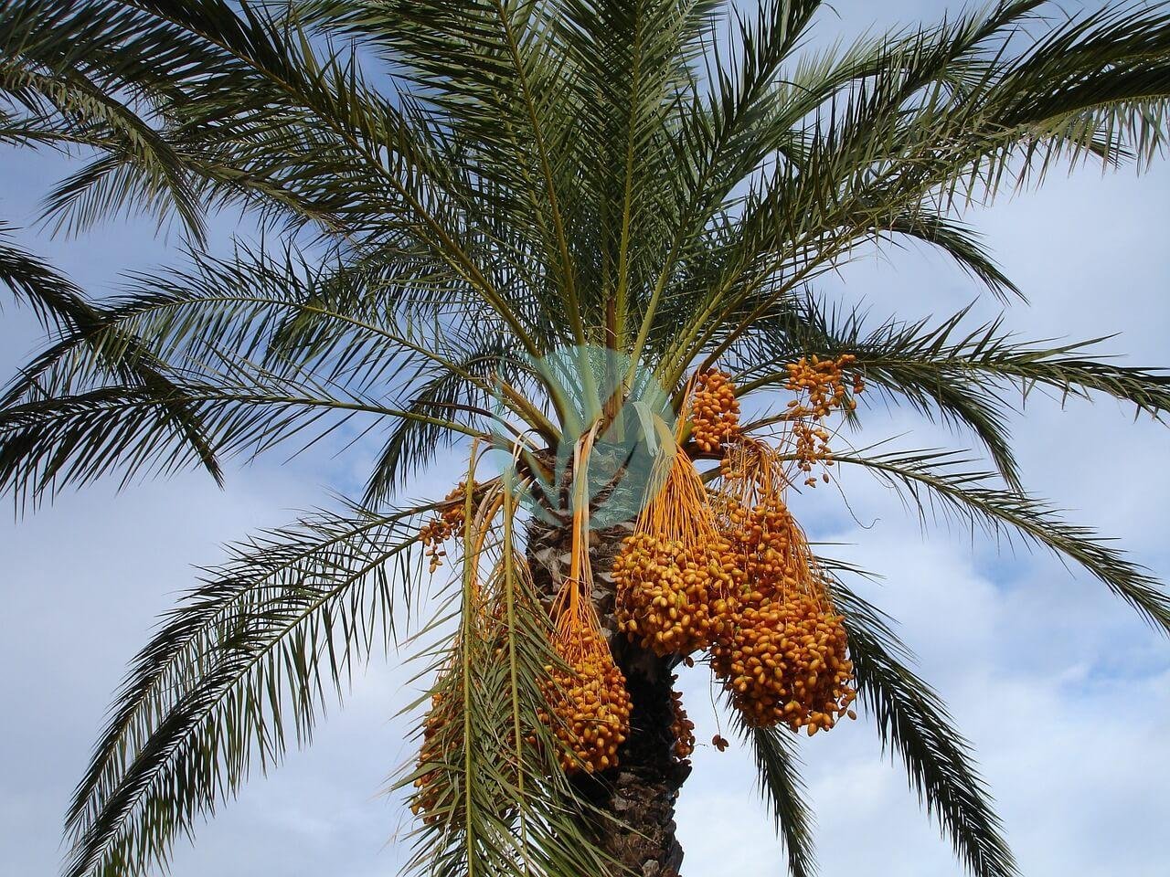 date-palm-223250_1280