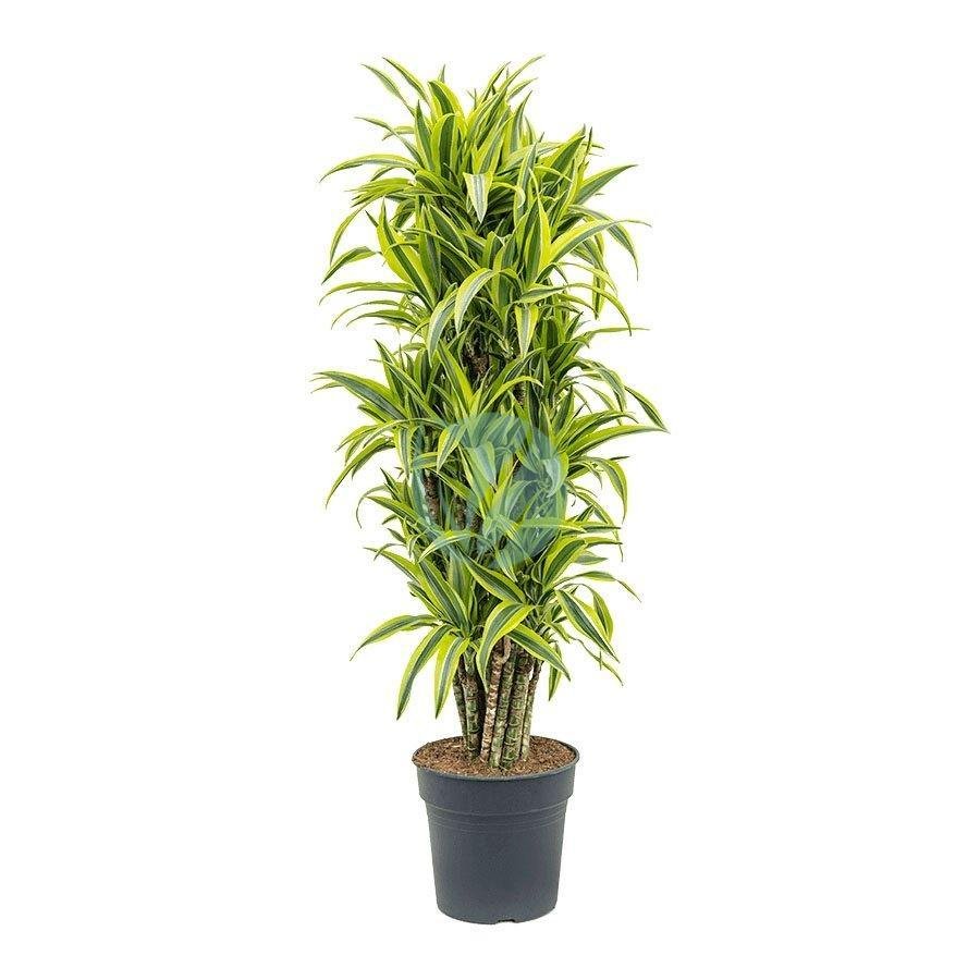 dracaena-deremensis-maroc-clorofila-3