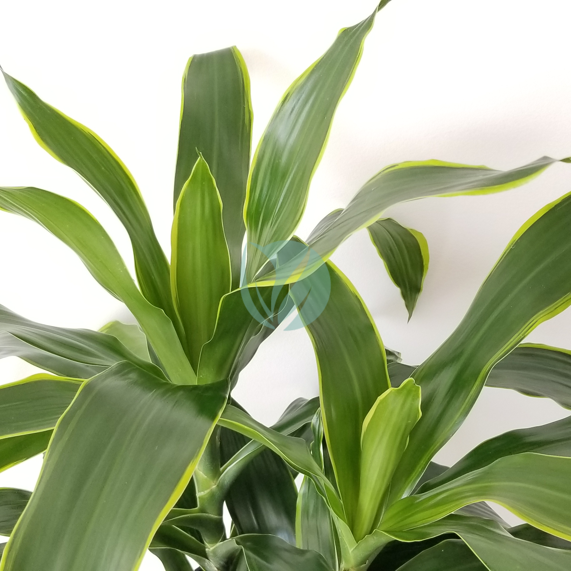 dracaena-dorado-3