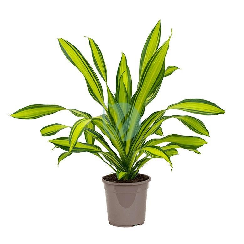 dracaena-fragranas-yellow-coast-maroc-clorofila-3