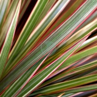 Calathea crocata candela – Image 4
