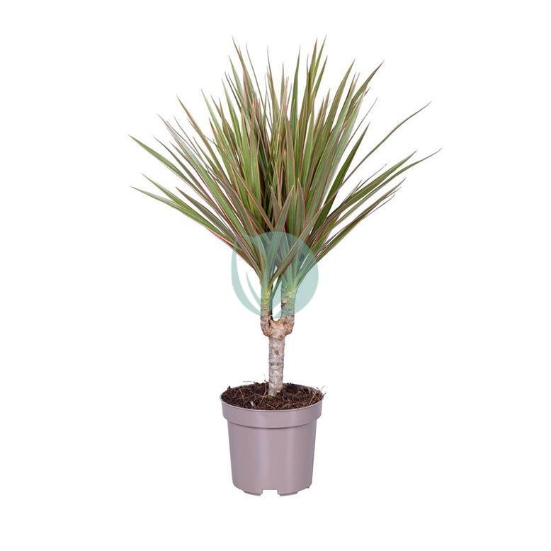 dracaena-marginata-bicolor-maroc-clorofila-1-3