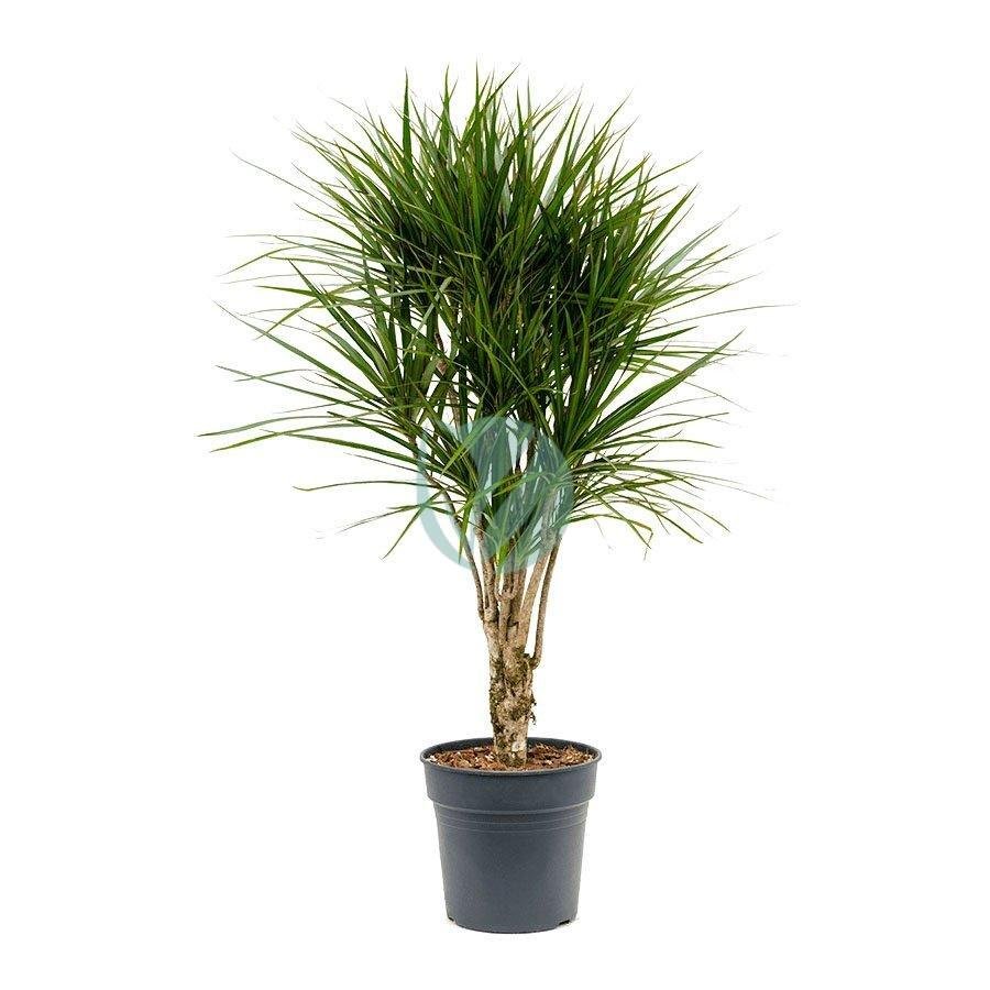 dracaena-marginata-maroc-clorofila-3