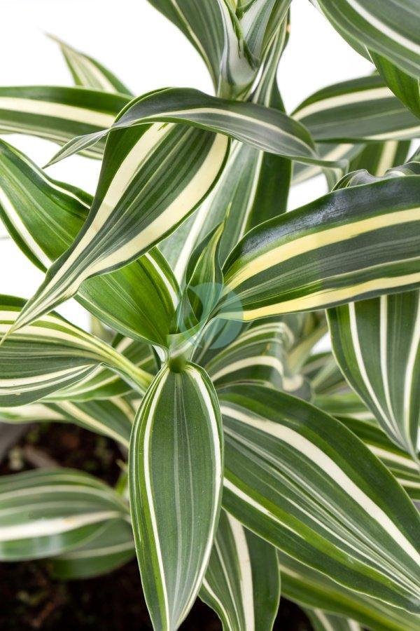 dracaena-sanderiana-clorofila-maroc-3