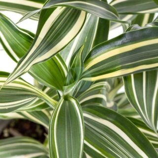 Begonia - الصورة 4