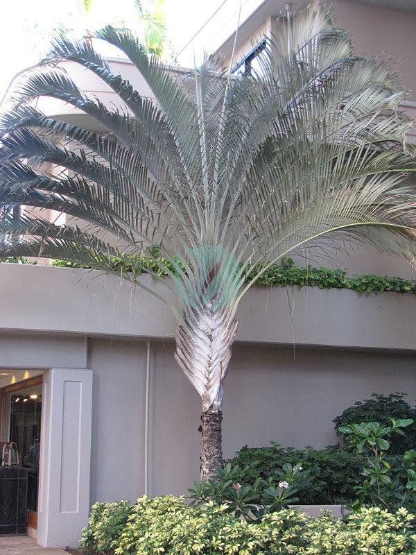 dypsis-decaryi-palmier-triangle-maroc-clorofila
