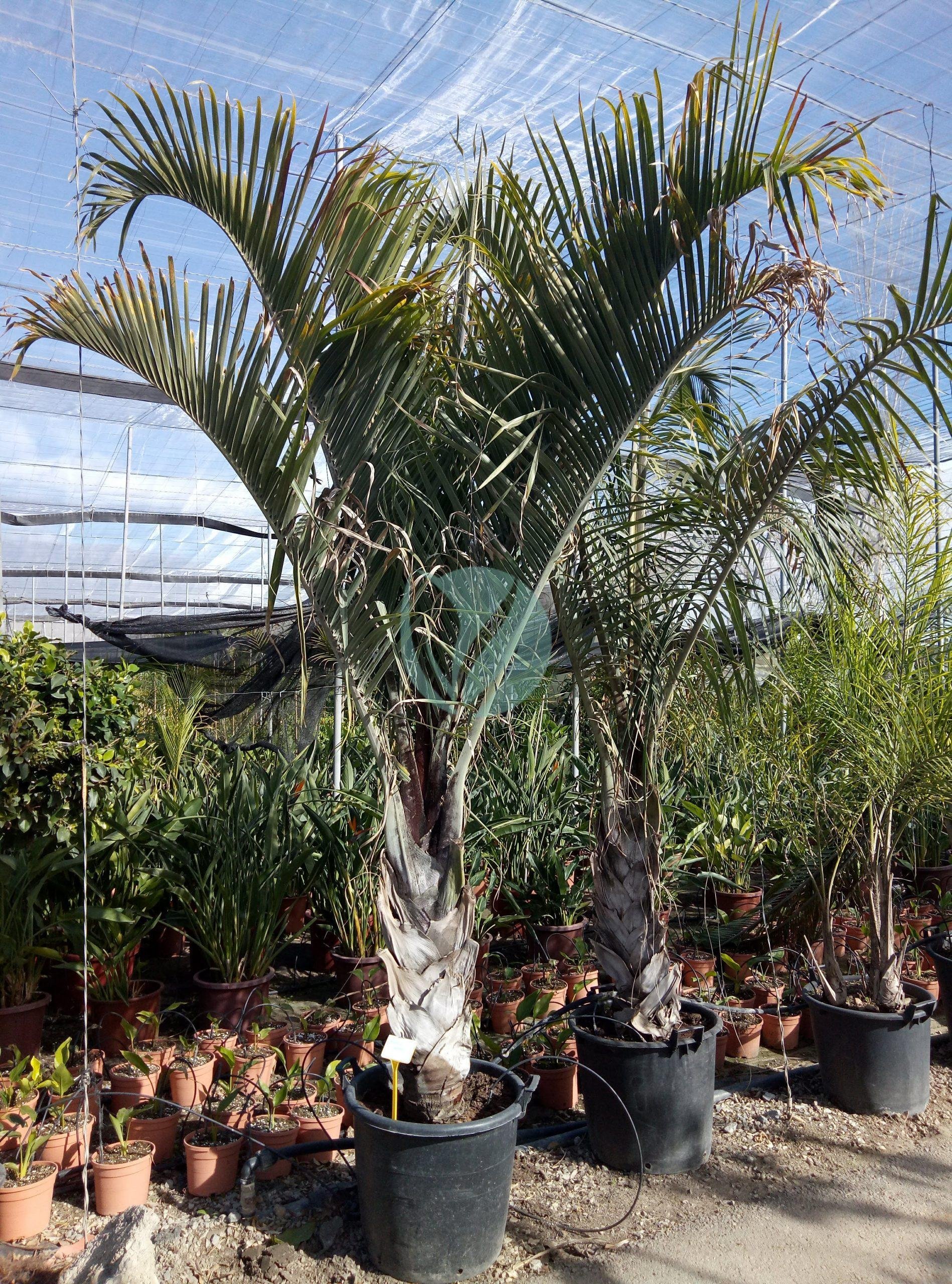 dypsis-decaryi-palmier-triangle-maroc-scaled-1