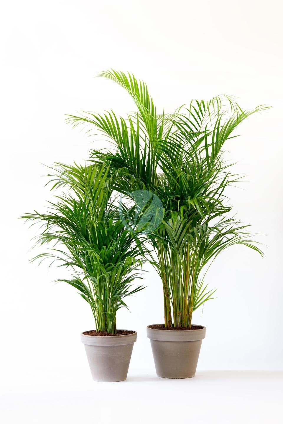 dypsis-lutescens-areca-4