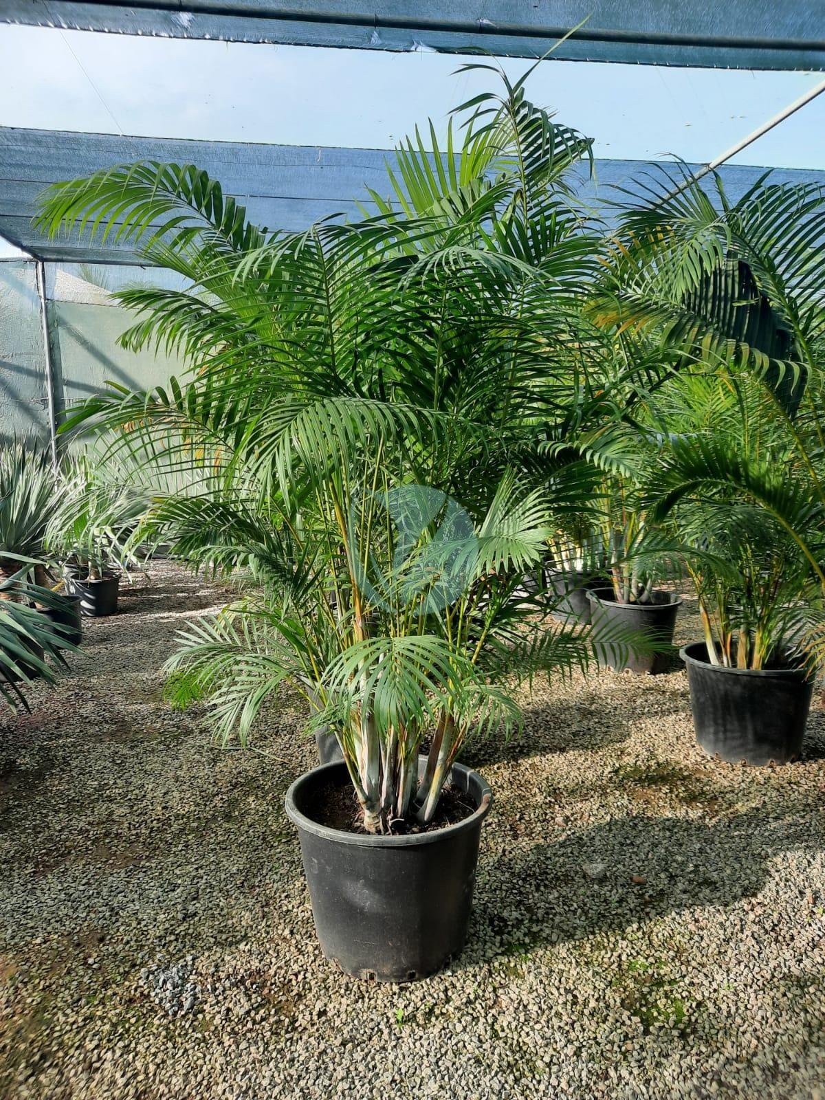 dypsis-lutescens-areca-maroc