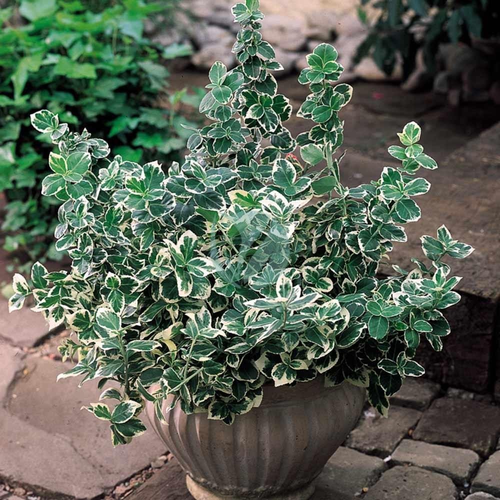 Fusain (euonymus japonicus) - الصورة 5