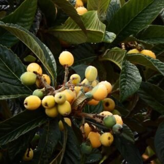 Fruit du dragon (pitaya) - الصورة 4