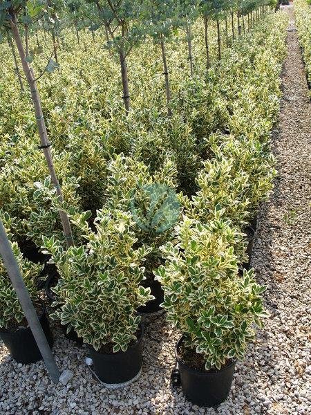 Fusain (euonymus japonicus) - الصورة 4