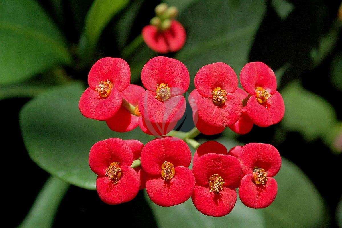 euphorbia-milii-rouge-2