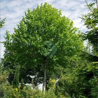 Populus nigra (peuplier noir) – Image 3