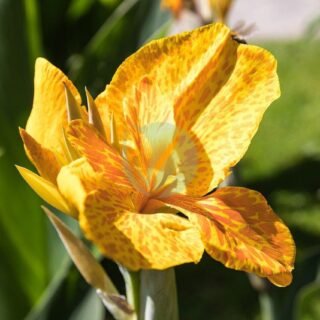 Rhoéo (Rhoeo spathacea, Rhoeo bicolor) - الصورة 3