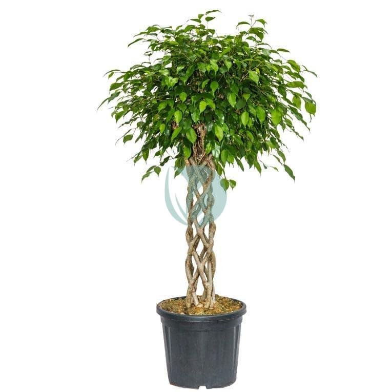 ficus-benjamina-cage-maroc-1