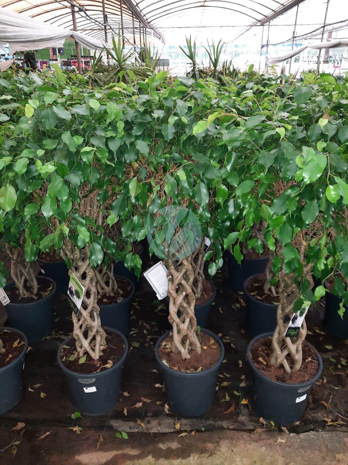Ficus benjamina Cage – Image 5
