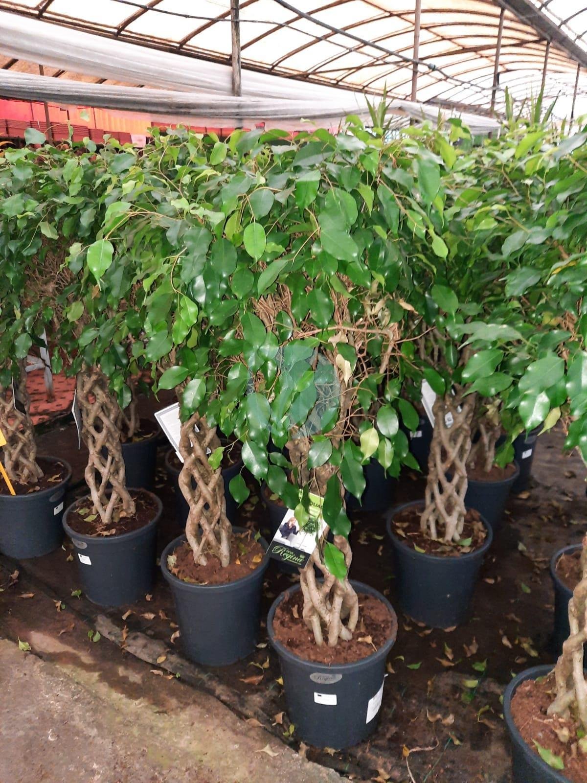 Ficus benjamina Cage – Image 4