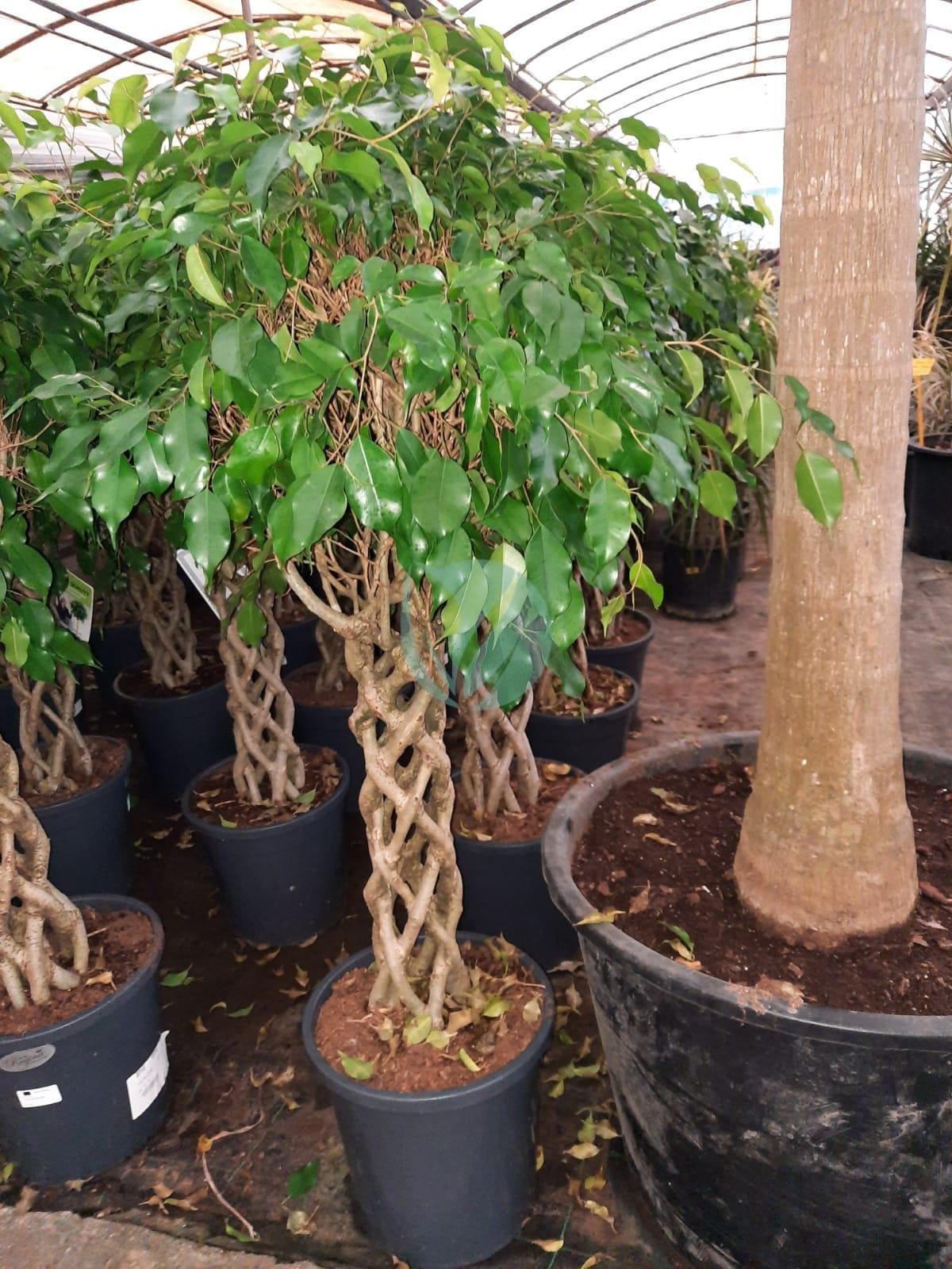 Ficus benjamina Cage – Image 3